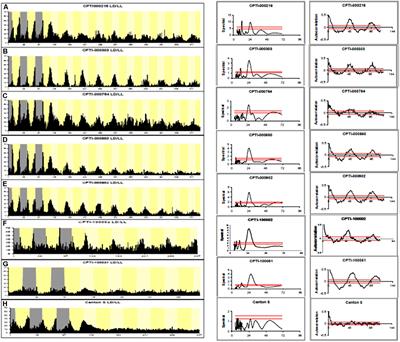 Disrupted Glutamate Signaling in Drosophila Generates Locomotor Rhythms in Constant Light